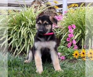 German Shepherd Dog Puppy for sale in STEWARTSTOWN, PA, USA