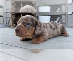 Dachshund Puppy for sale in LYNN HAVEN, FL, USA