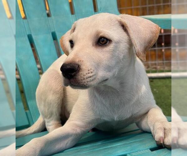 Medium Photo #2 Labrador Retriever-Unknown Mix Puppy For Sale in San Diego, CA, USA