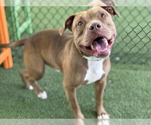 American Bulldog-Unknown Mix Dogs for adoption in Tavares, FL, USA