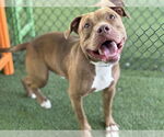 Small American Bulldog Mix
