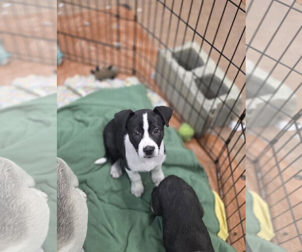 Medium Photo #1 Aussiedor Puppy For Sale in SHERBURNE, NY, USA