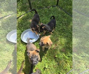 German Malinois Puppy for sale in BANGOR, ME, USA