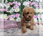 Small Photo #36 Poodle (Toy) Puppy For Sale in HAYWARD, CA, USA