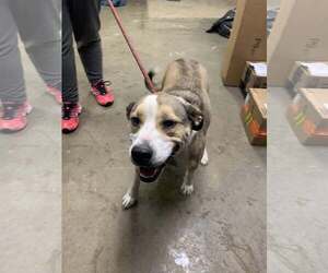 American Bulldog-Unknown Mix Dogs for adoption in Fairfield, IL, USA