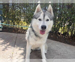 Siberian Husky Dogs for adoption in Corona, CA, USA