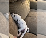 Small Photo #27 Dalmatian Puppy For Sale in MEM, TN, USA