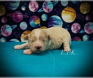 Maltipoo Puppy for sale in WINNSBORO, LA, USA