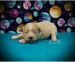 Small Maltipoo