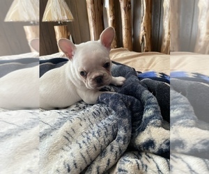 French Bulldog Puppy for Sale in BOUCKVILLE, New York USA