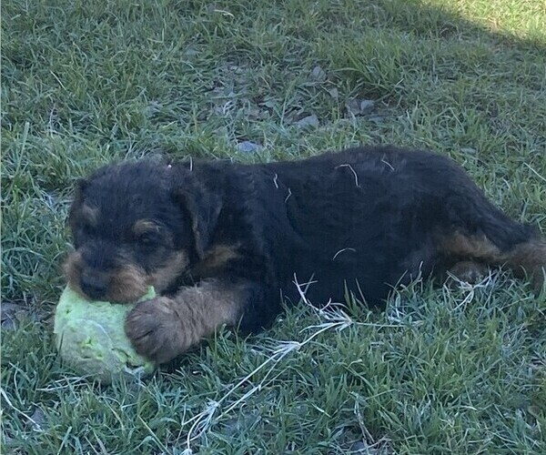 Medium Photo #3 Airedale Terrier Puppy For Sale in SIERRA VISTA, AZ, USA