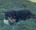 Litter of 5 - Male(s) and Female(s) Airedale TerrierLitter of Puppies for Sale - Photo #3