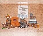 Small Photo #52 Chihuahua Puppy For Sale in CHARLESTON, AR, USA
