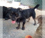 Small #2 Poodle (Miniature) Mix