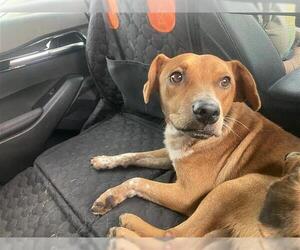 Mutt Dogs for adoption in San Antonio, TX, USA