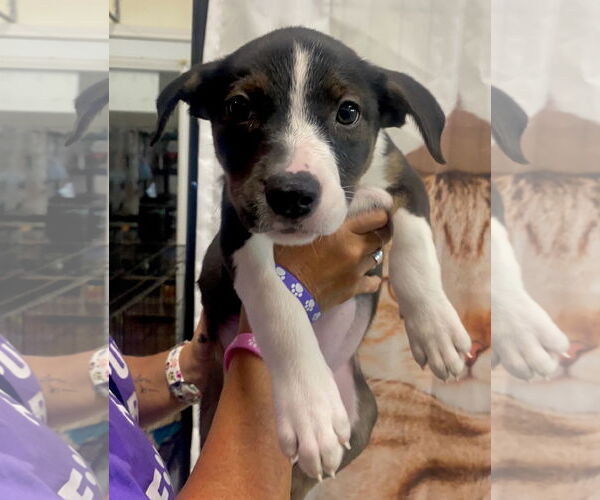 Medium Photo #8 Jack Russell Terrier Puppy For Sale in GILBERTS, IL, USA