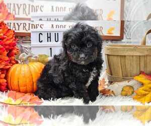Aussiedoodle Miniature  Puppy for sale in COLLEGE STA, TX, USA