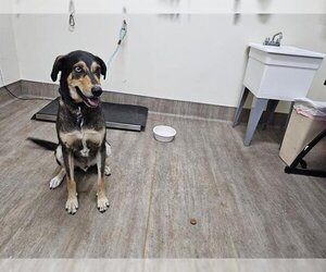 German Shepherd Dog-Siberian Husky Mix Dogs for adoption in Pasadena, CA, USA