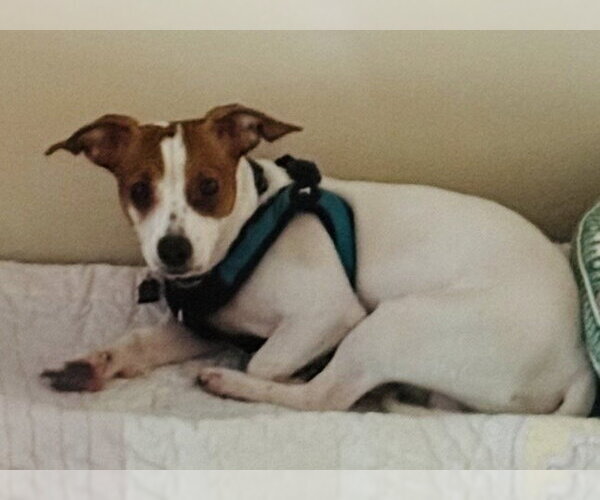 Medium Photo #1 Jack Chi Puppy For Sale in Mundelein, IL, USA