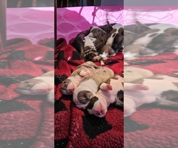 Medium Photo #9 Boston Terrier Puppy For Sale in GENOA, NE, USA