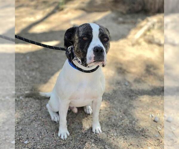 Medium Photo #2 Mutt Puppy For Sale in Las Vegas, NV, USA