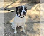 Small #1 Mutt