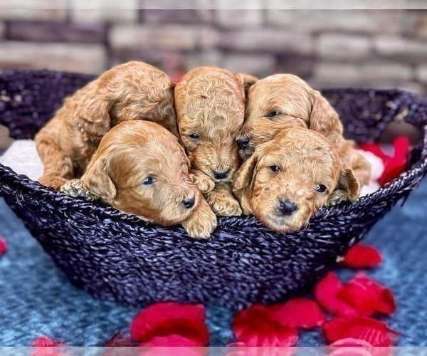 Medium Photo #3 Goldendoodle (Miniature) Puppy For Sale in HALTOM CITY, TX, USA