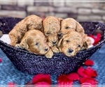 Small Photo #3 Goldendoodle (Miniature) Puppy For Sale in HALTOM CITY, TX, USA