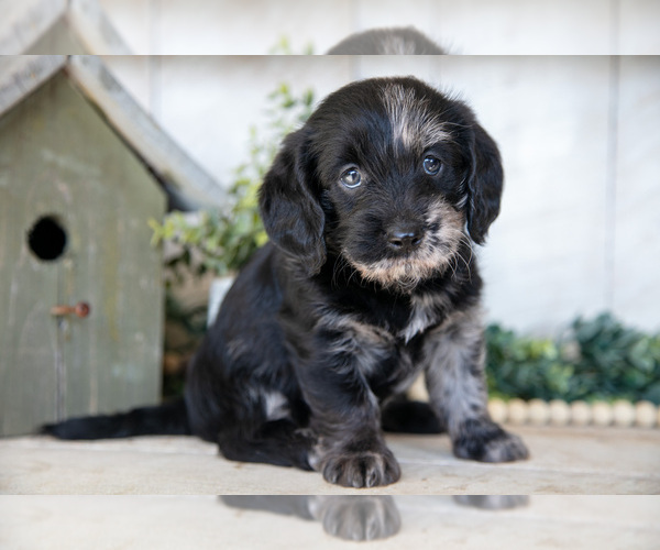 Medium Photo #2 Miniature Labradoodle Puppy For Sale in SUGARCREEK, OH, USA