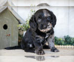 Small #1 Miniature Labradoodle