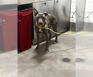 Mutt Dogs for adoption in Forestville, MD, USA