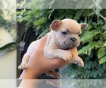 Small #3 French Bulldog