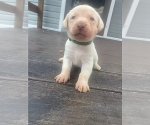 Labrador Retriever Puppy for sale in WILDWOOD, FL, USA