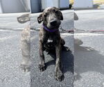 Small Labrador Retriever Mix