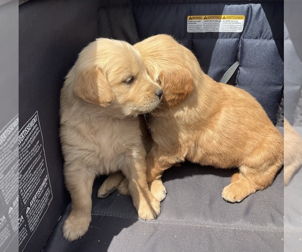 Medium Photo #14 Golden Retriever Puppy For Sale in MEMPHIS, MO, USA