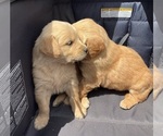 Small #13 Golden Retriever