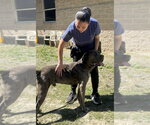 Small #3 Mastiff