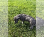 Litter of 3 - Female Irish WolfhoundLitter of Puppies for Sale - Photo #5
