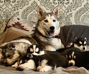Siberian Husky Puppy for Sale in ALTON, Illinois USA