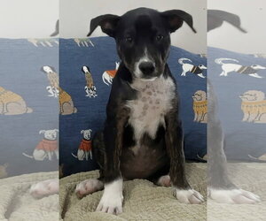 Border Collie Dogs for adoption in Southbury, CT, USA
