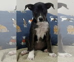 Frisbee ~ meet me! - Male Border Collie Dog for Adoption - Small photo