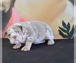 Small Photo #2 English Bulldog Puppy For Sale in MOUNT VERNON, AL, USA