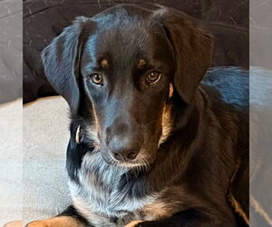 Johnny - Male Mutt Dog for Adoption - Photo #3