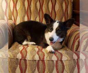 Father of the Cardigan Welsh Corgi puppies born on 02/12/2022