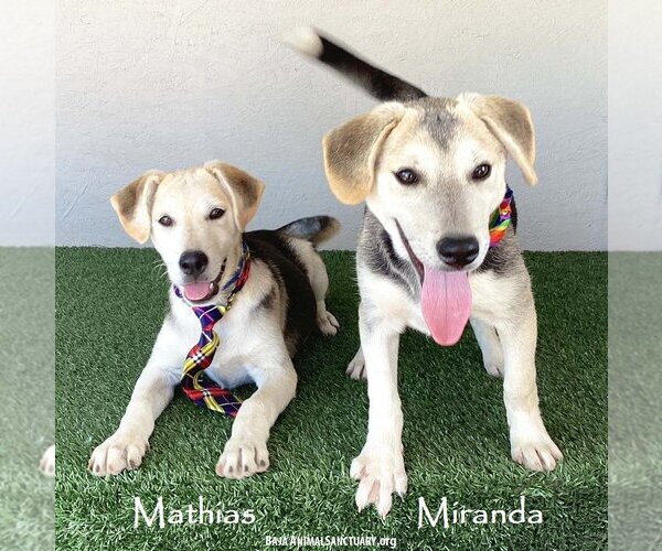Medium Photo #3 Huskies -Unknown Mix Puppy For Sale in San Diego, CA, USA