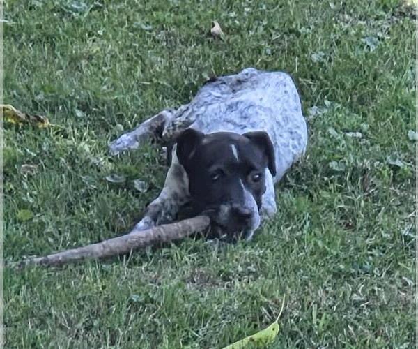 Medium Photo #3 Pointer-Unknown Mix Puppy For Sale in Coldwater, MI, USA