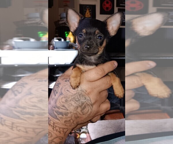 Medium Photo #8 Chihuahua Puppy For Sale in PHILADELPHIA, PA, USA