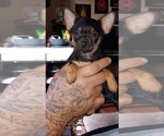 Small Photo #8 Chihuahua Puppy For Sale in PHILADELPHIA, PA, USA