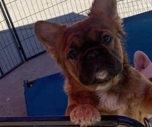 French Bulldog Dog for Adoption in ELK GROVE, California USA