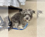 Small #1 Mutt